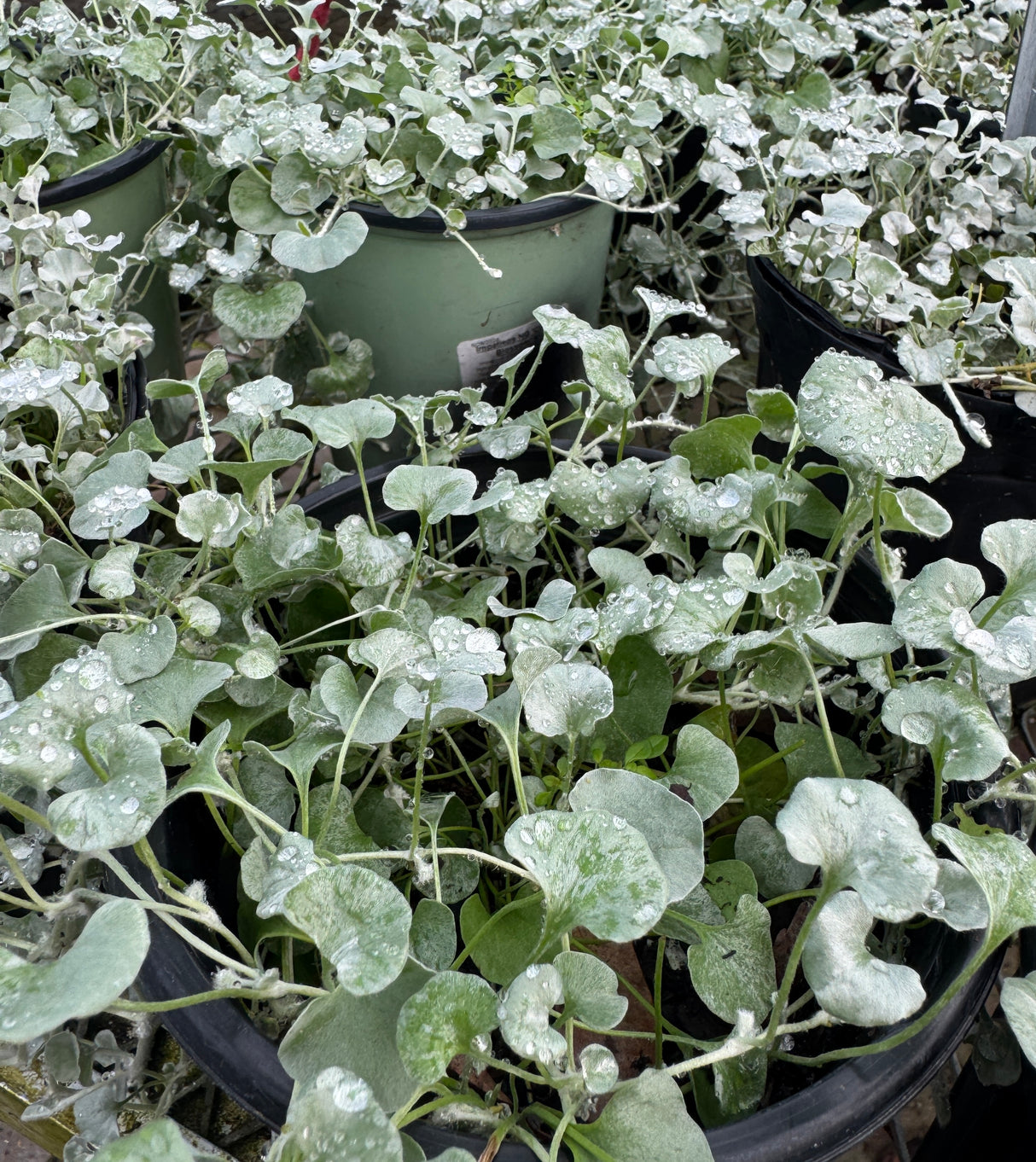 many Dichondra plants with silver leaves