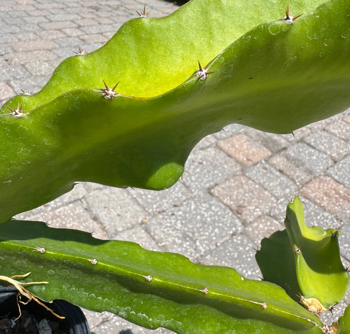 close up of spikes on dragon fruit plant