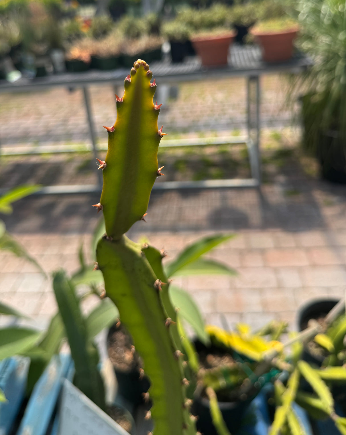 dragon fruit plant growing new branch