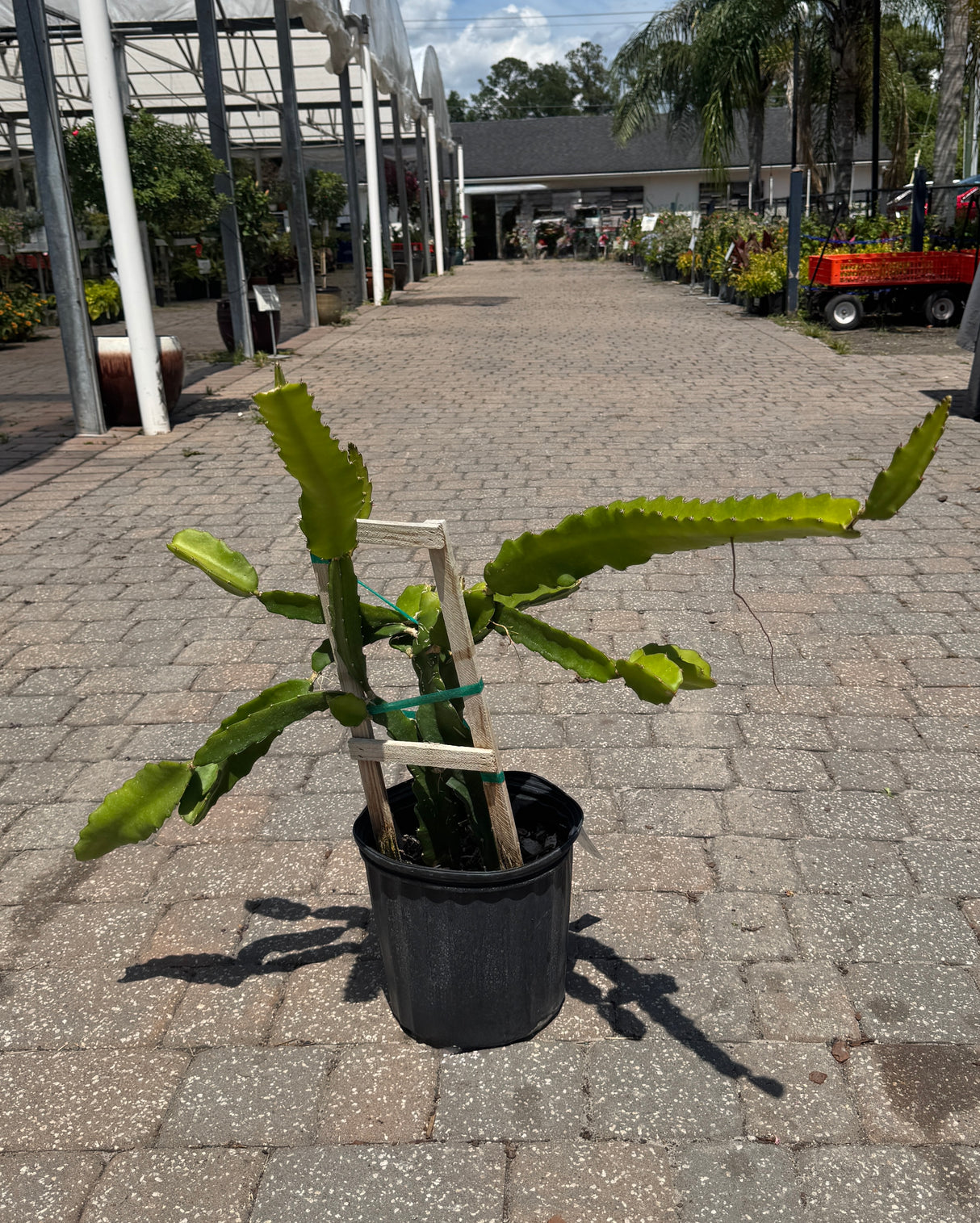 dragon fruit plant in three-gallon container