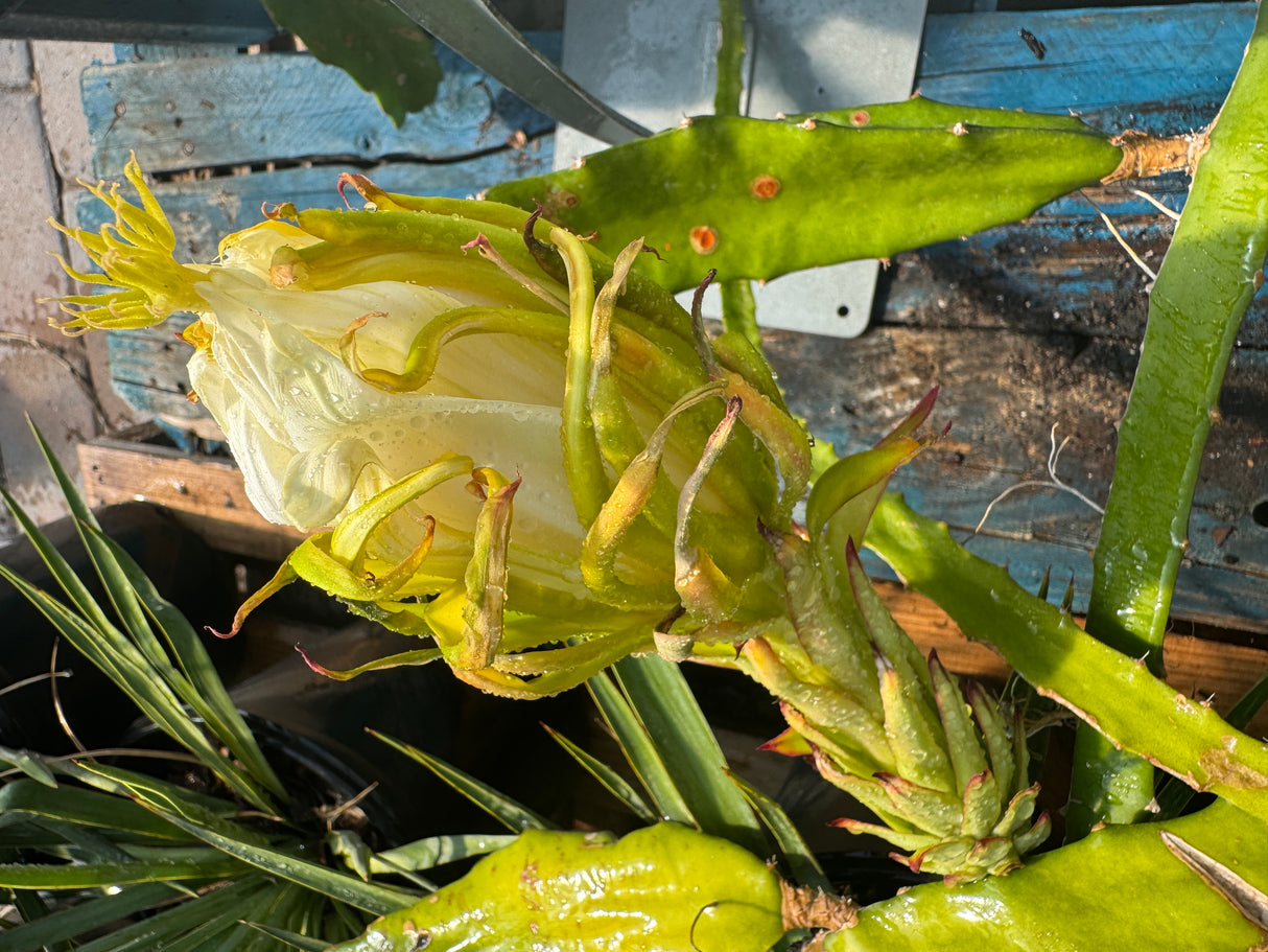 Dragon fruit plant with green and yellow fruit against a wooden background