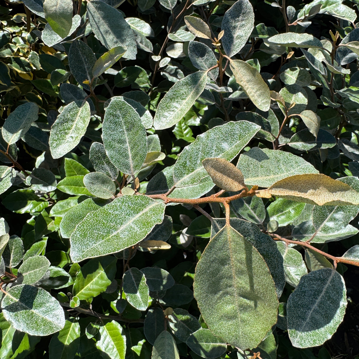 Elaeagnus – Liberty Landscape Supply