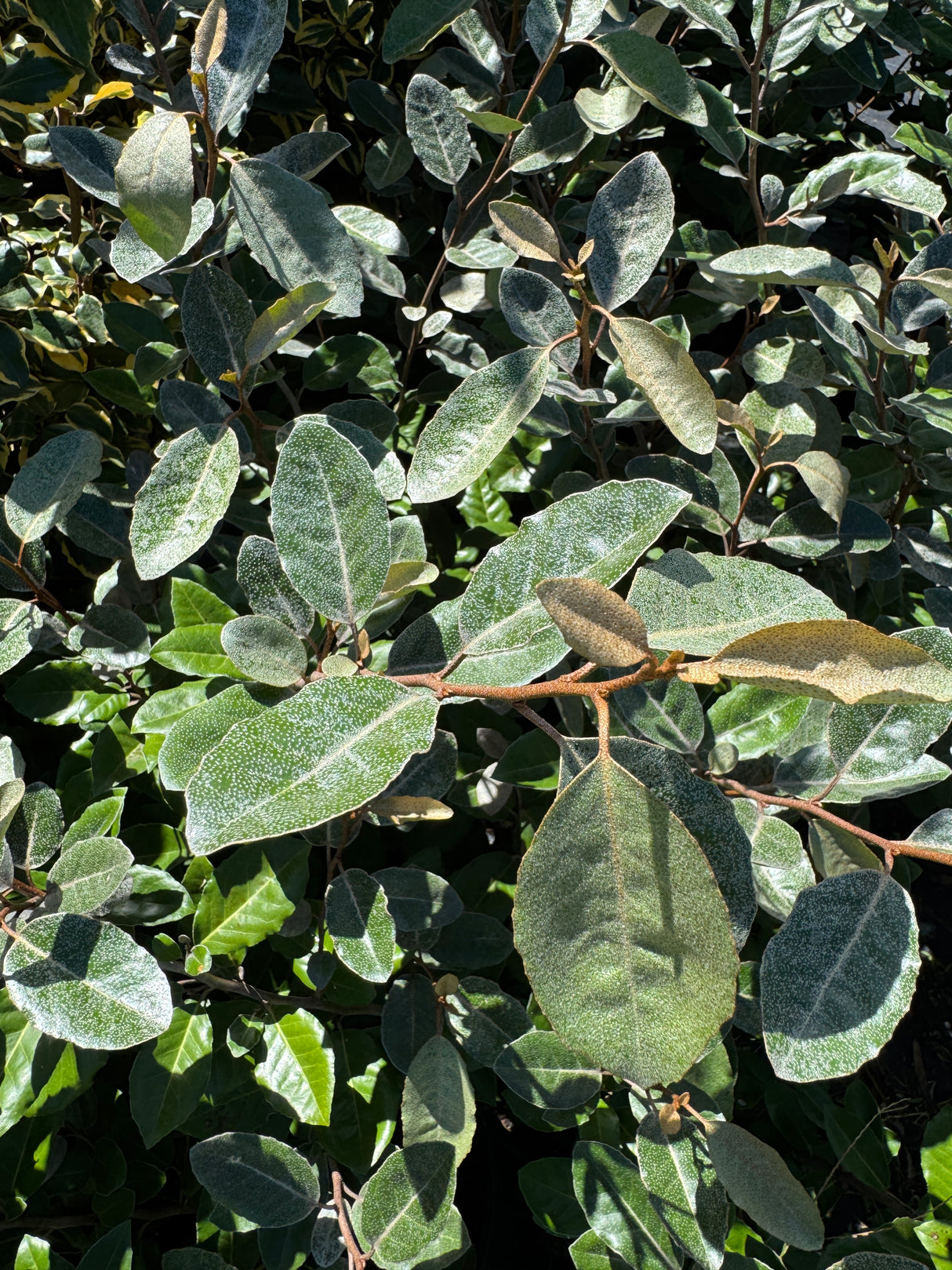 Elaeagnus