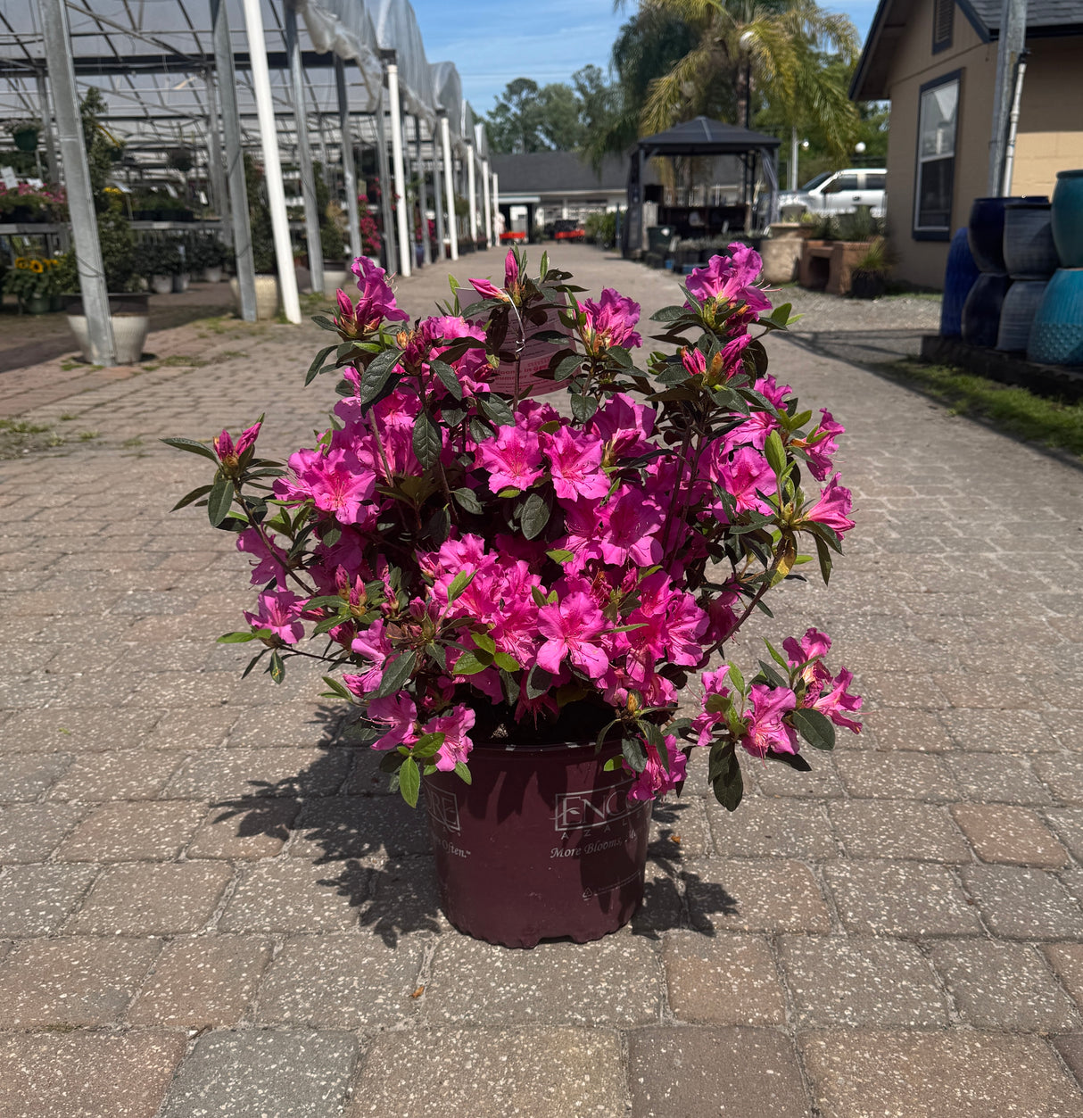 Encore Azalea in bloom