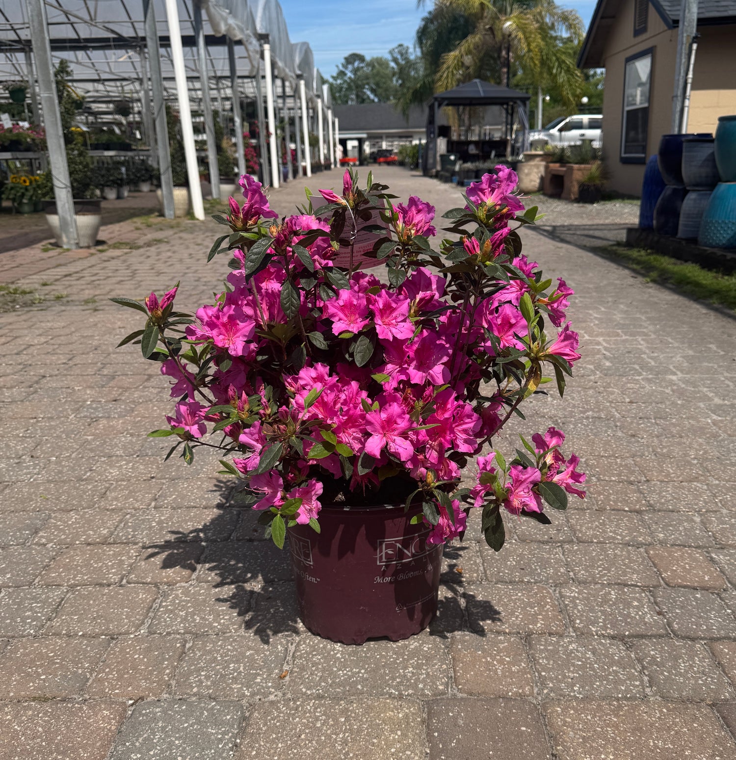 Encore Azalea in bloom