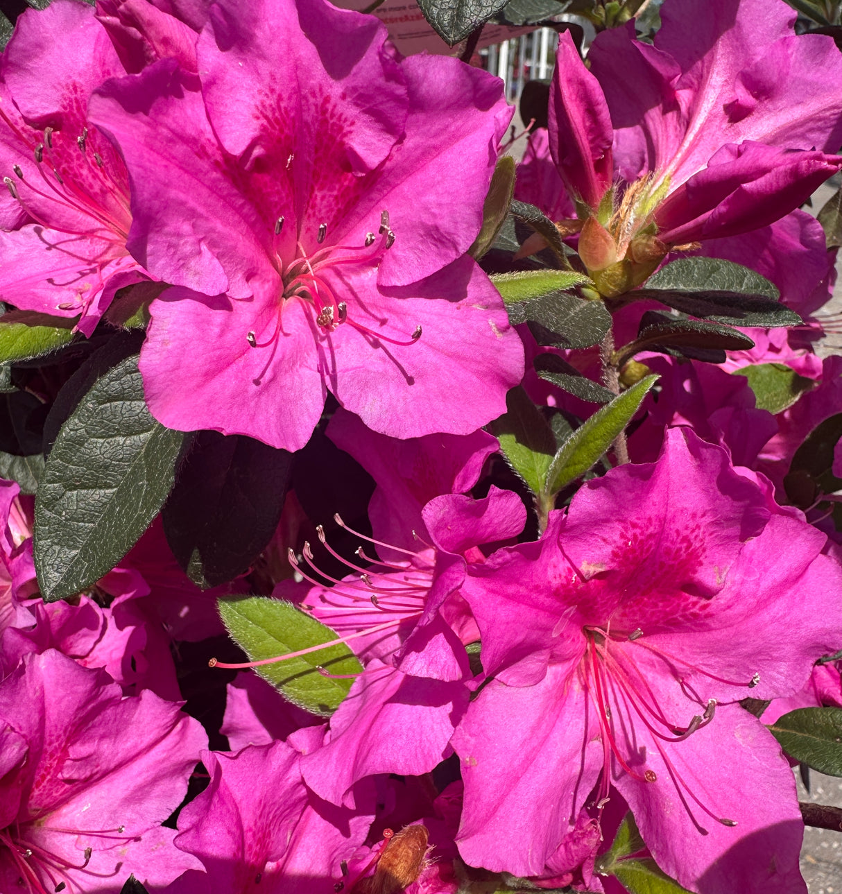 pink flowers from Encore Azalea