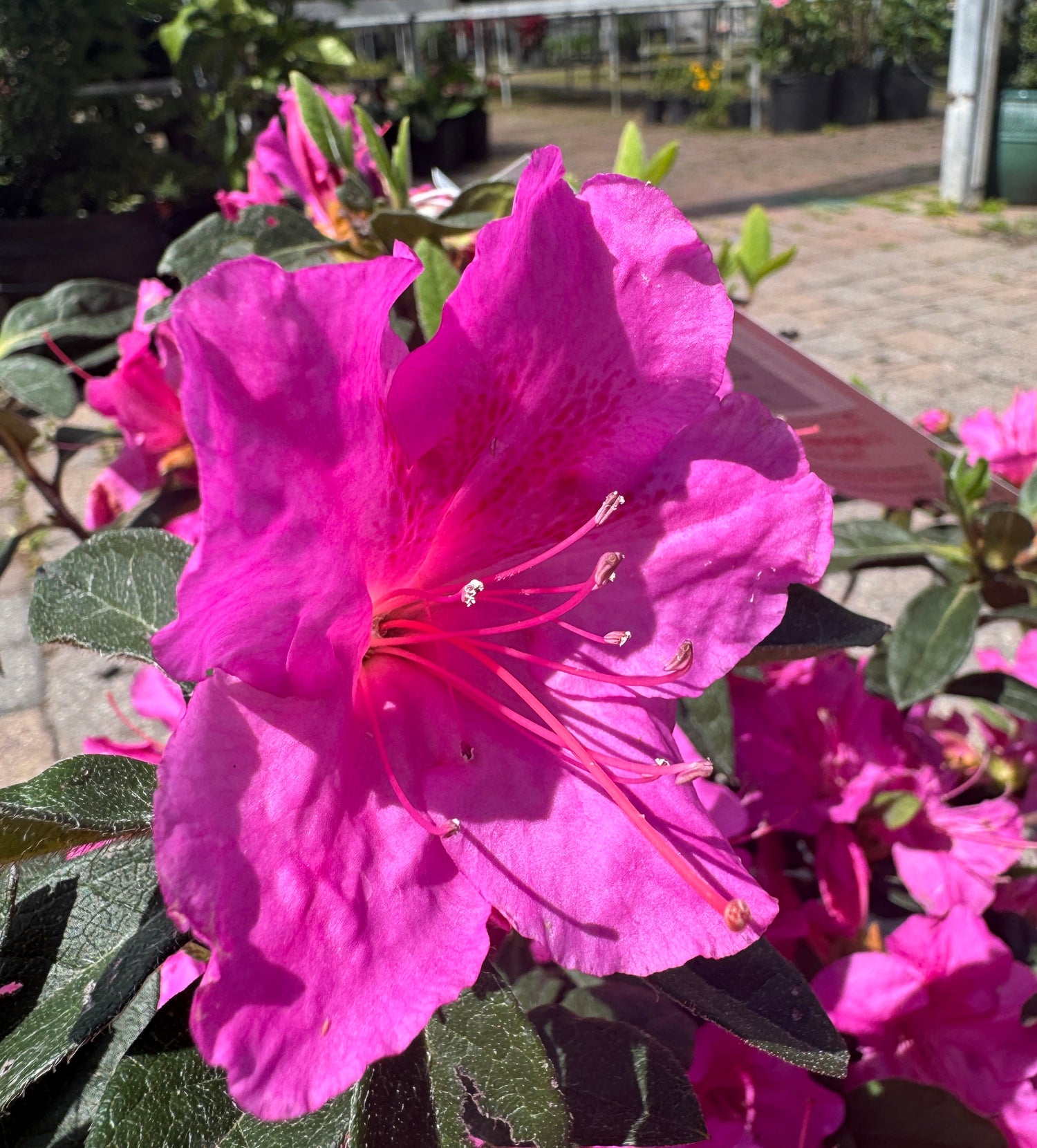 pink Azalea Encore bloom