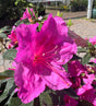 pink Azalea Encore bloom