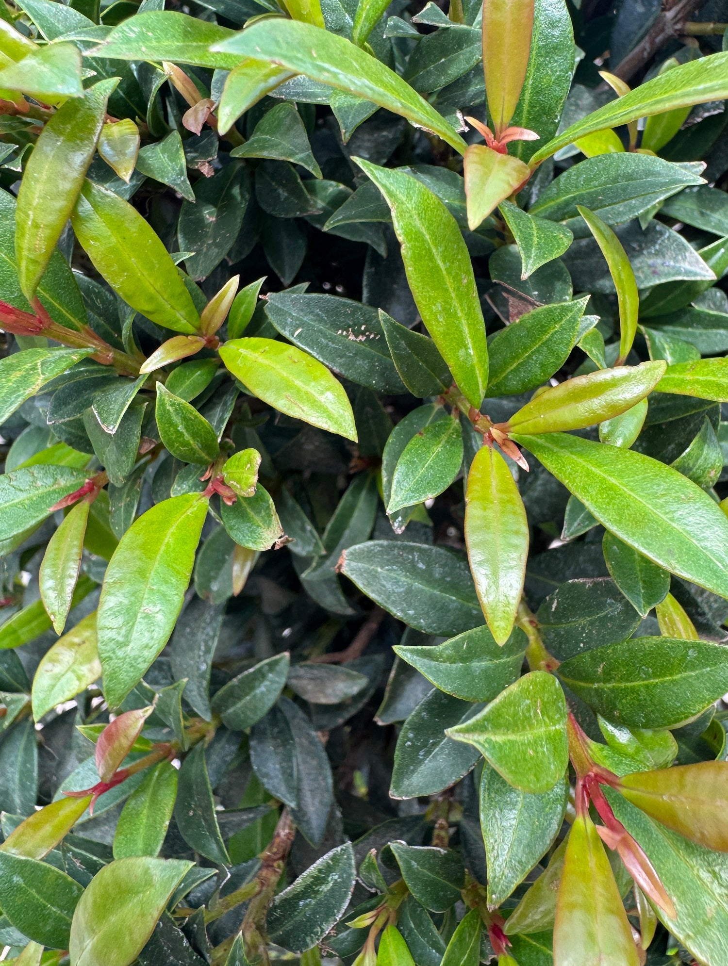 green Eugenia Topiary at Liberty Landscape Supply
