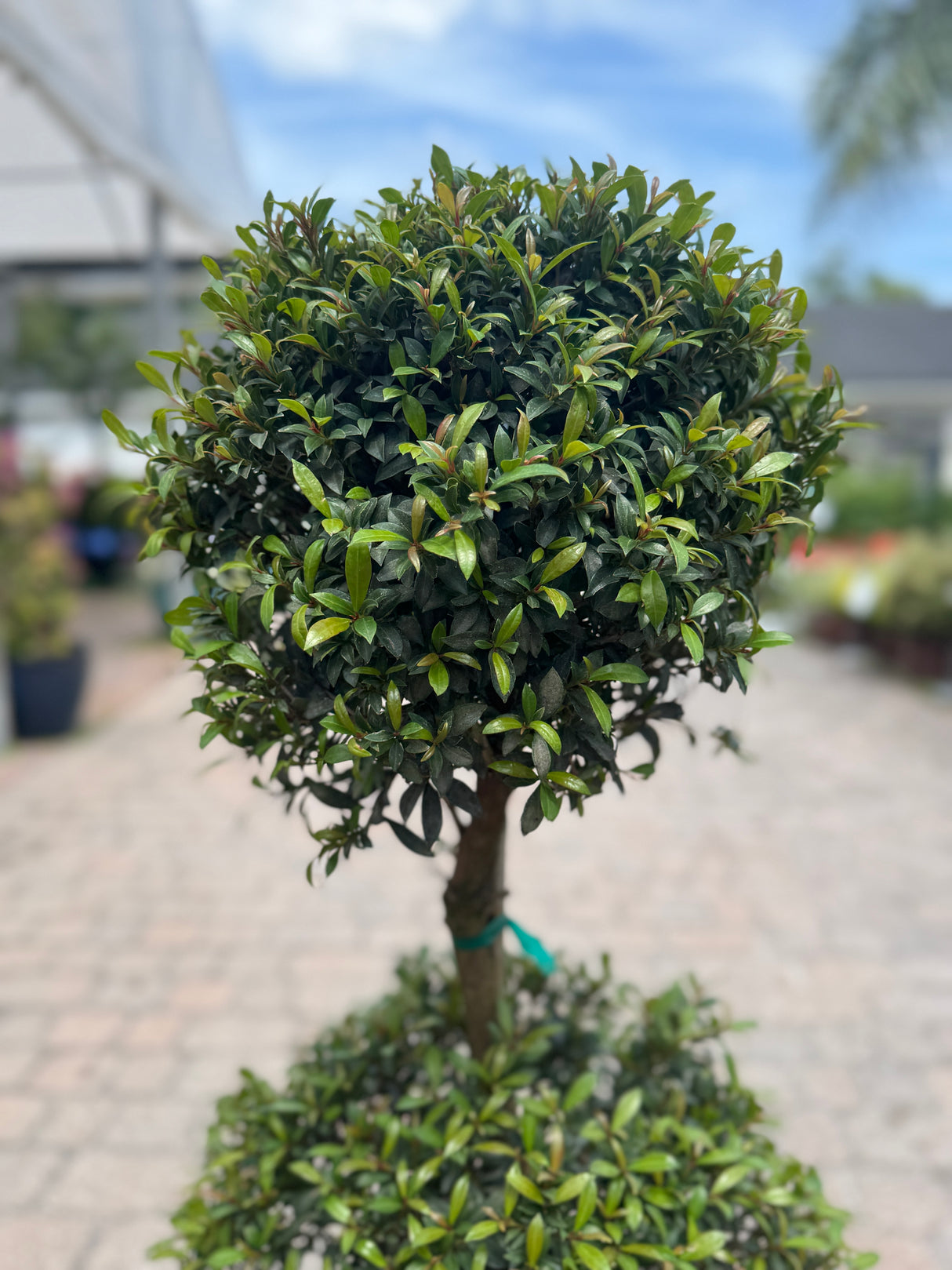 Round tree bush of Eugenia Topiary