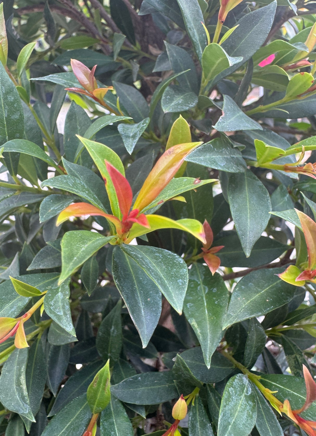 Eugenia Topiary
