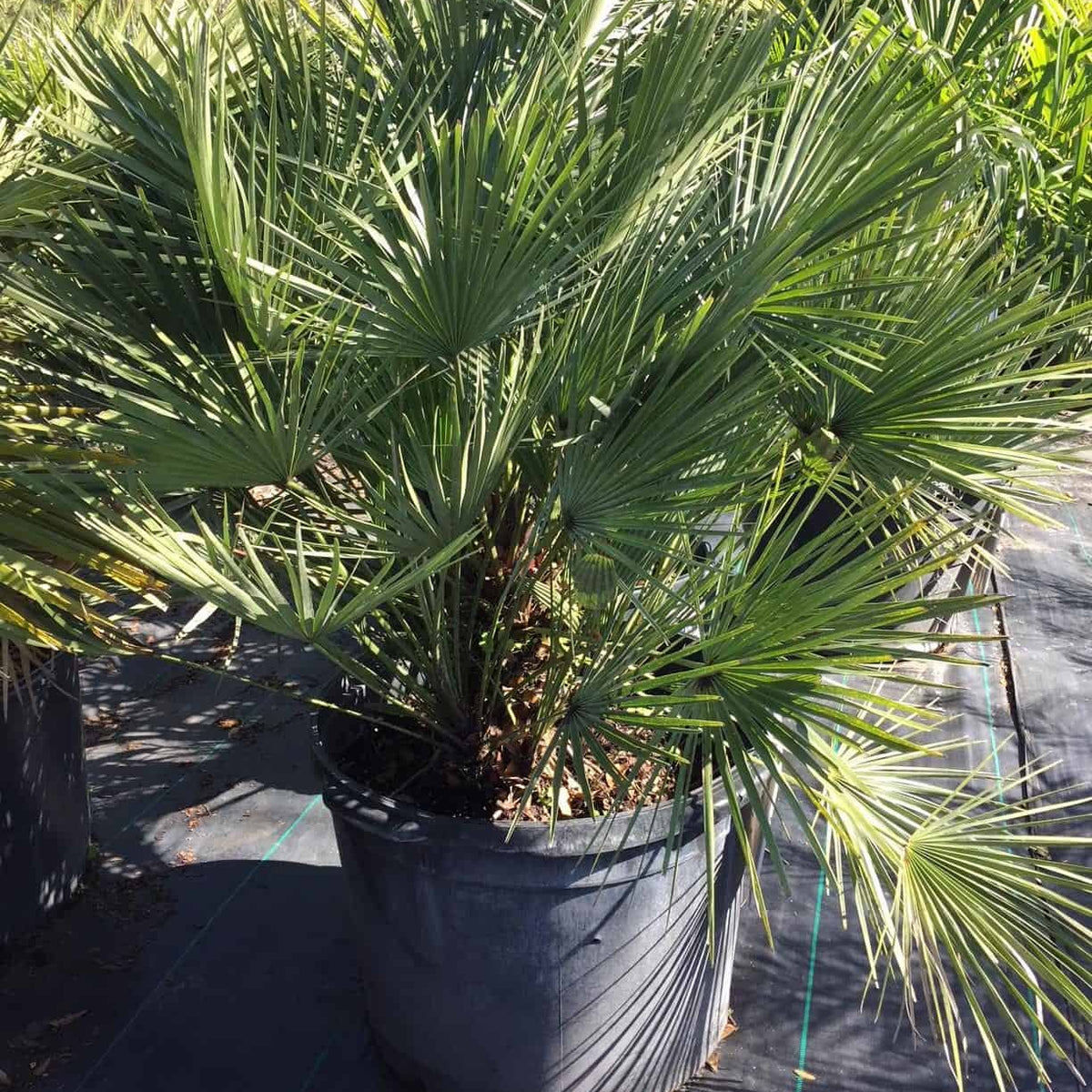 european fan palm plant European Fan Palm – Liberty Landscape Supply