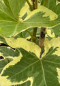variegated Angyo Star Ivy plant on trellis