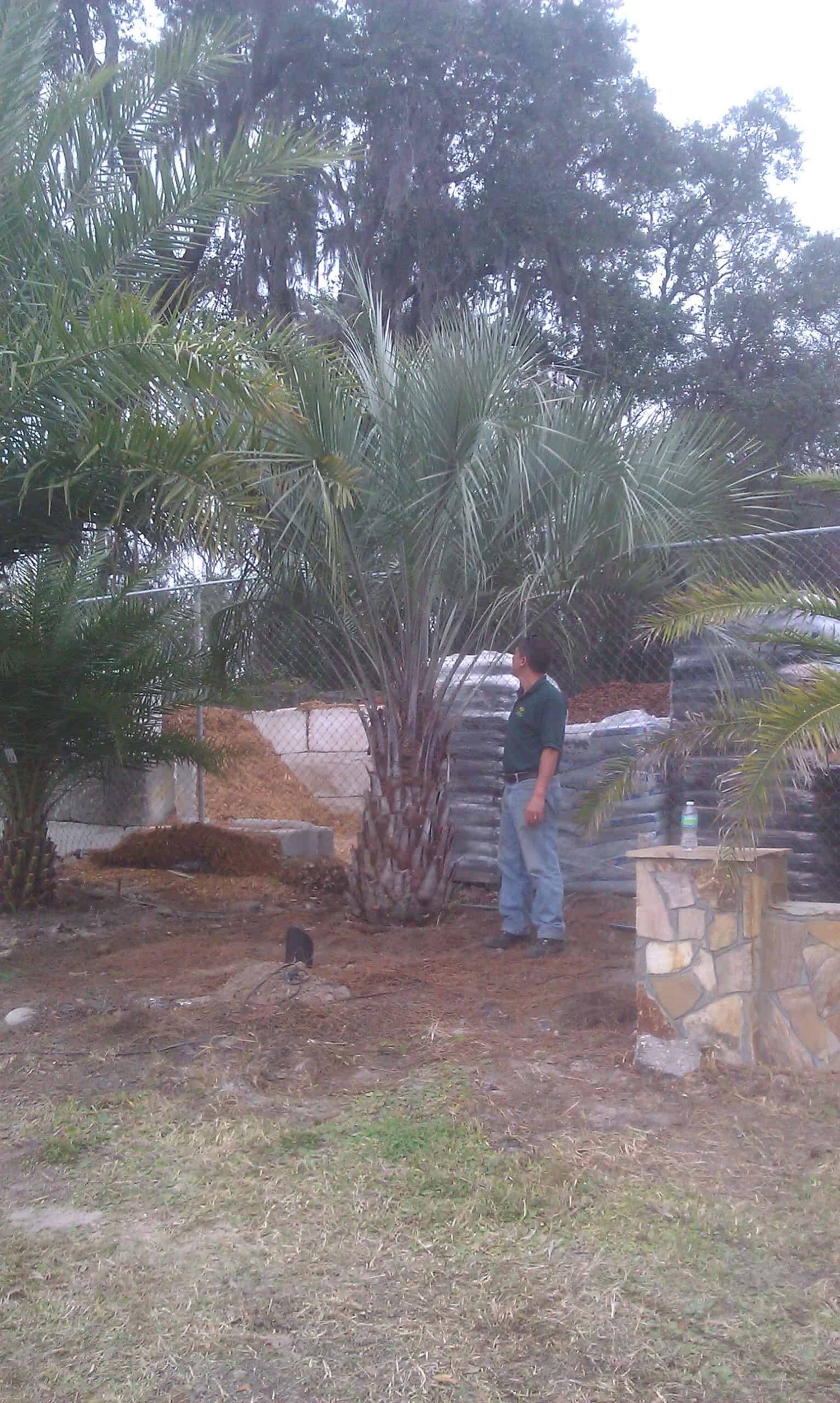 Pindo Palm Tree field grown on lot at Liberty