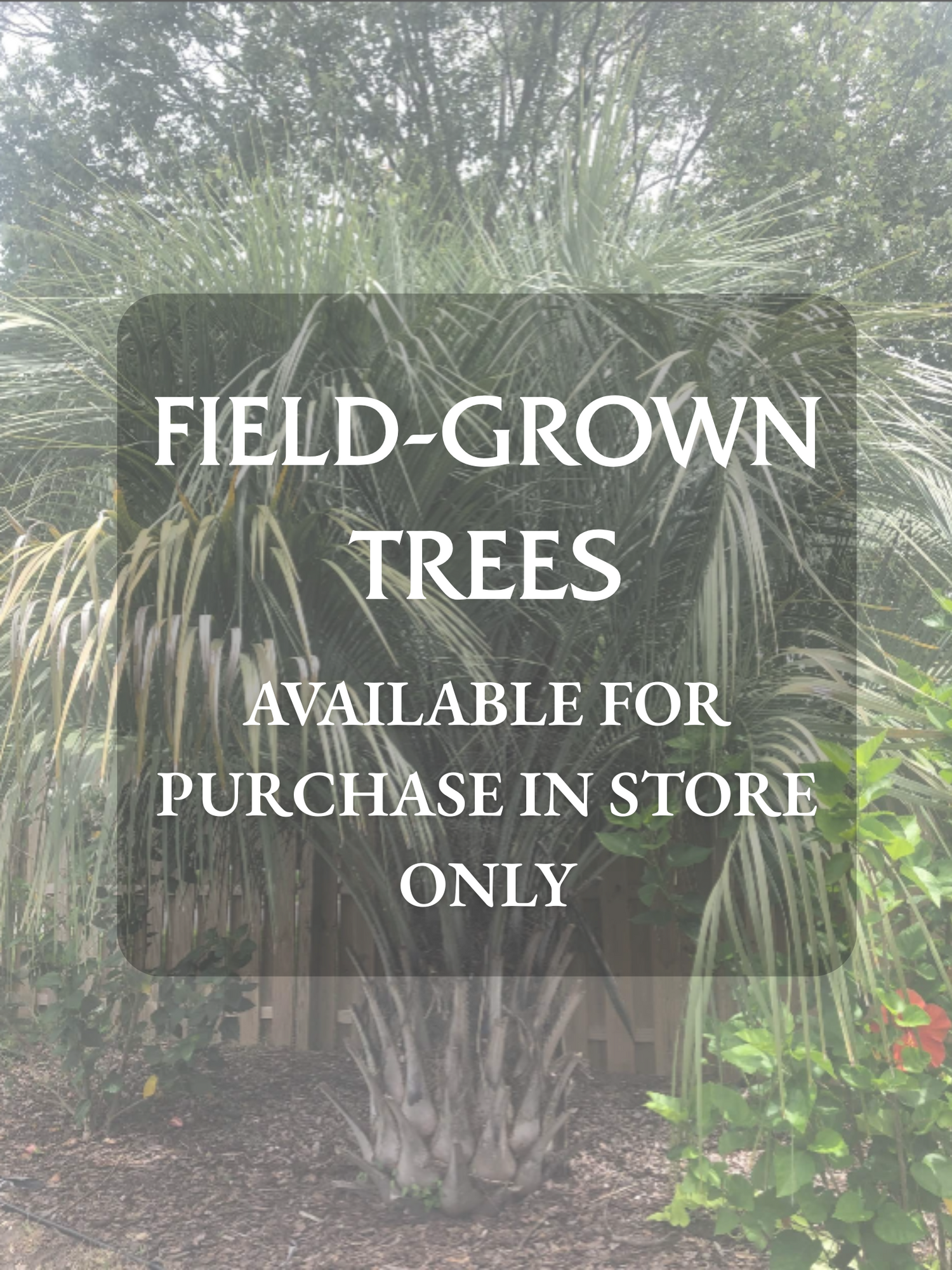 Field Grown Pindo Palm for sale in store at Liberty Landscape