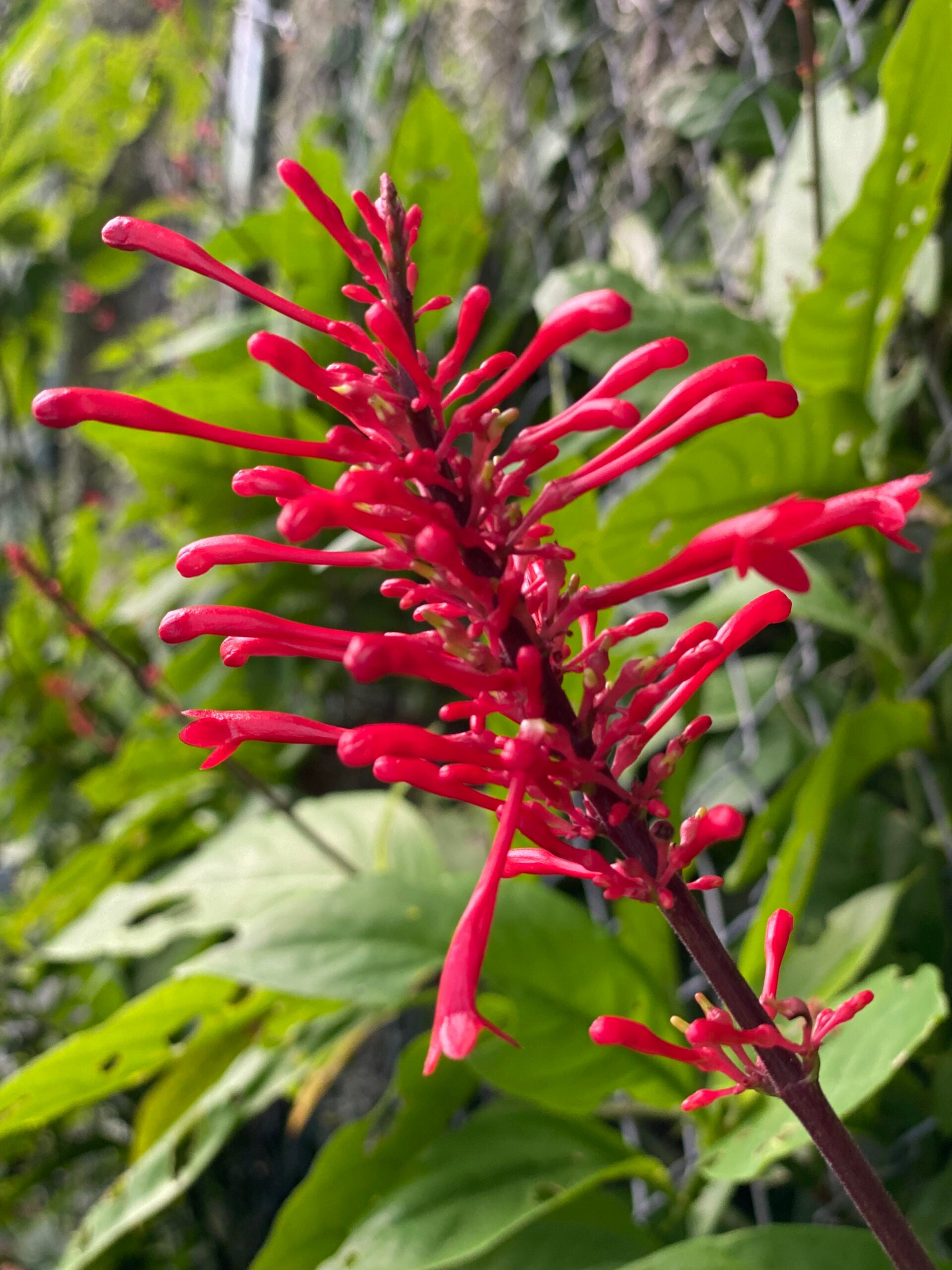 Firespike – Liberty Landscape Supply