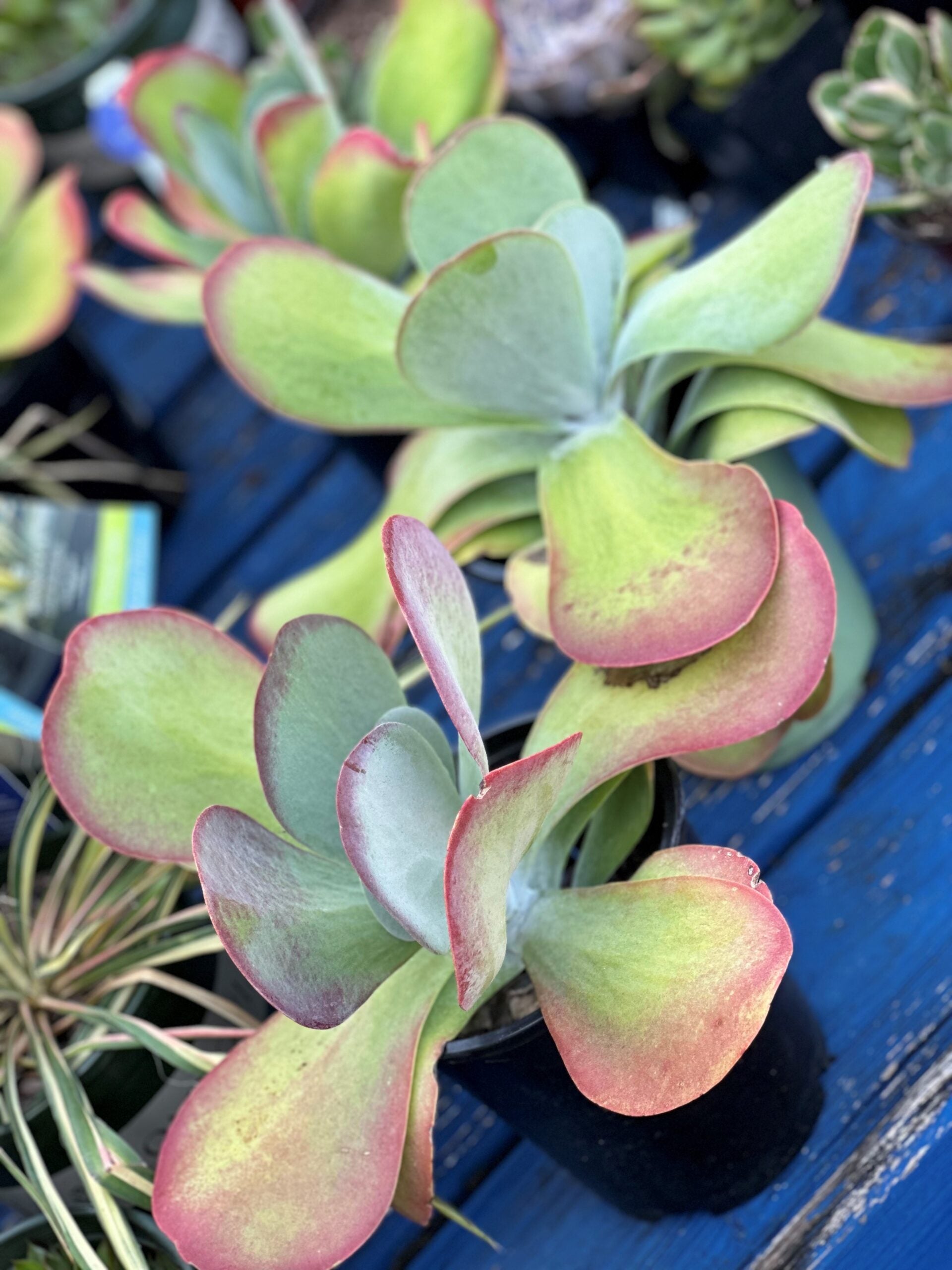 Kalanchoe SMART PLANET 9cm Kalanchoe Blossfeldiana Kalanchoe Succulent