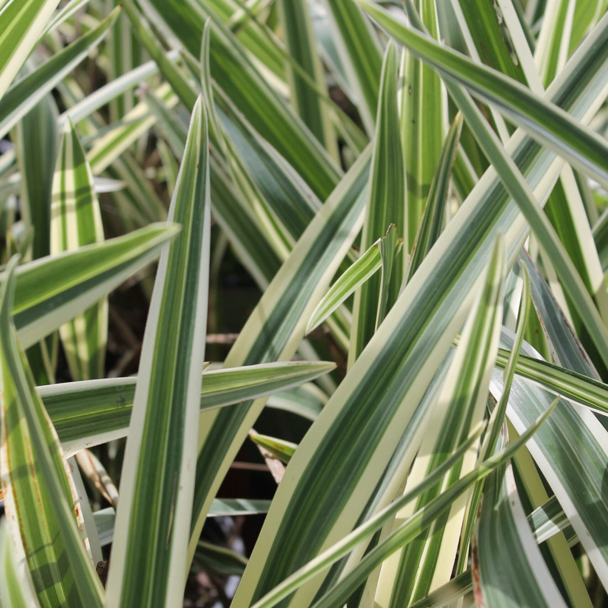 flax lily vs spider plant Flax Lily – Liberty Landscape Supply