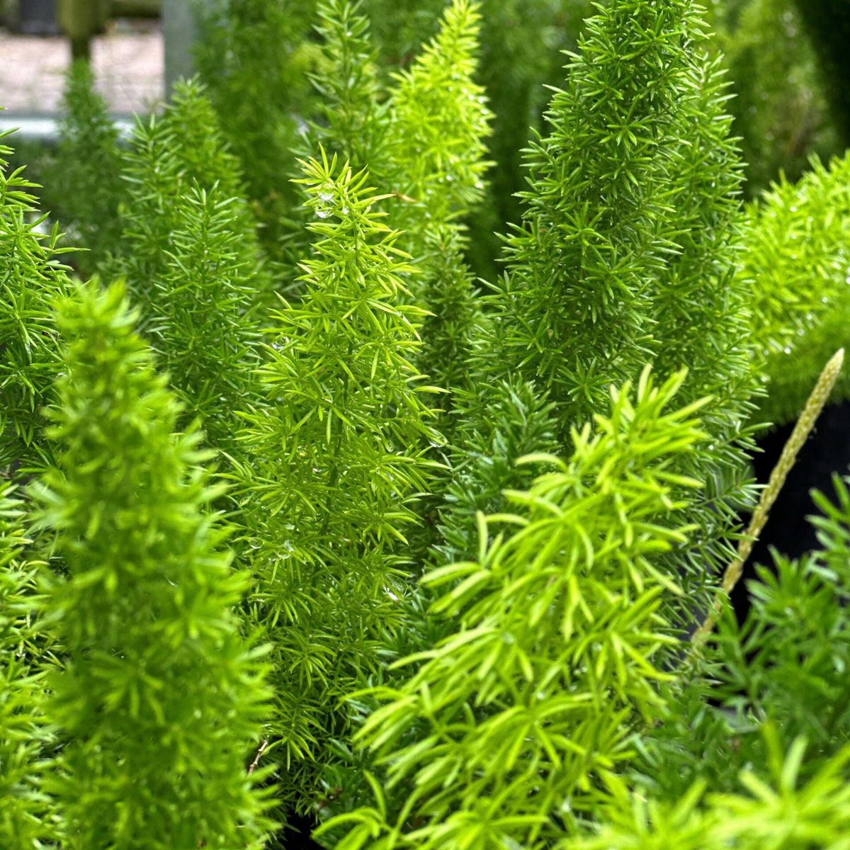 foxtail fern indoor plant care Foxtail Fern – Liberty Landscape Supply