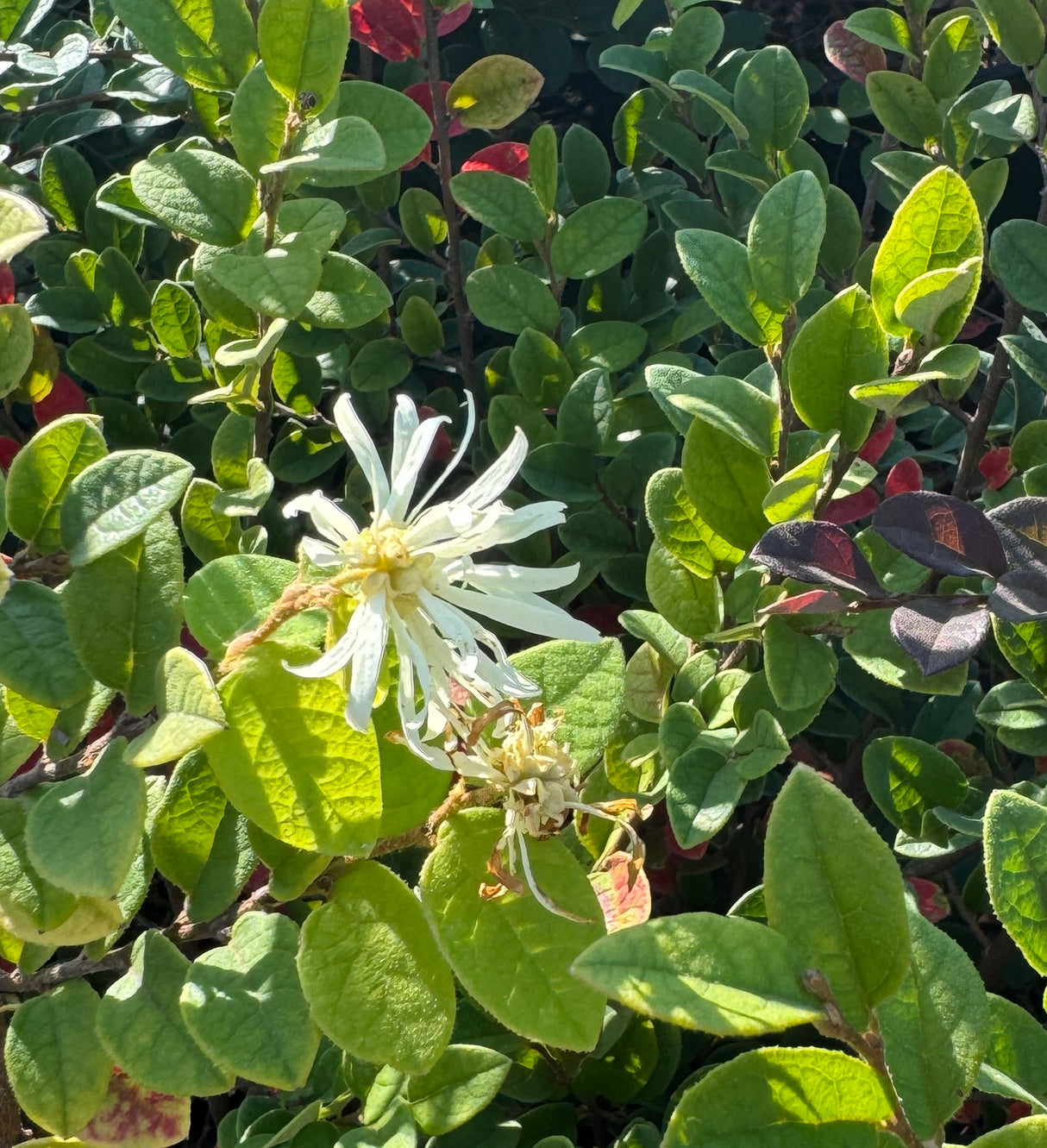 Loropetalum