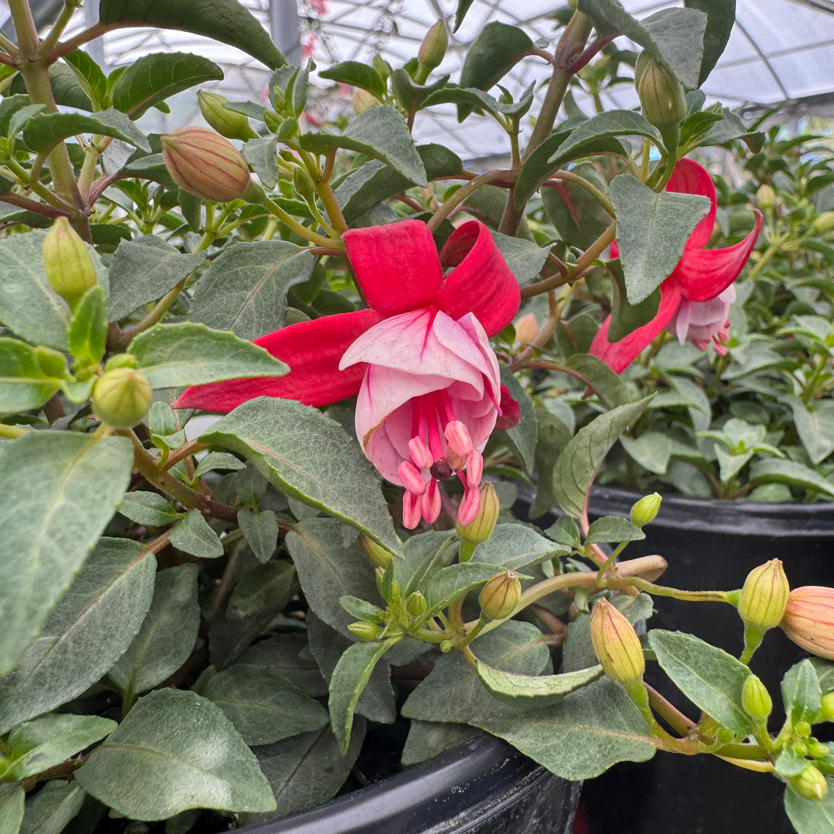 Fuchsia – Liberty Landscape Supply