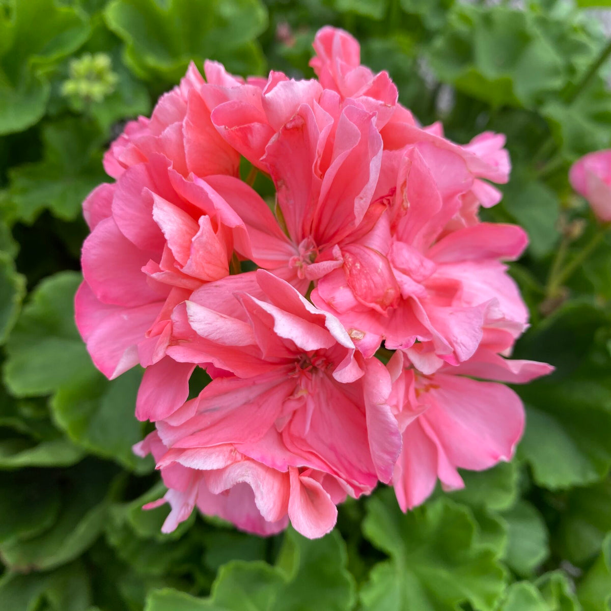Geranium – Liberty Landscape Supply