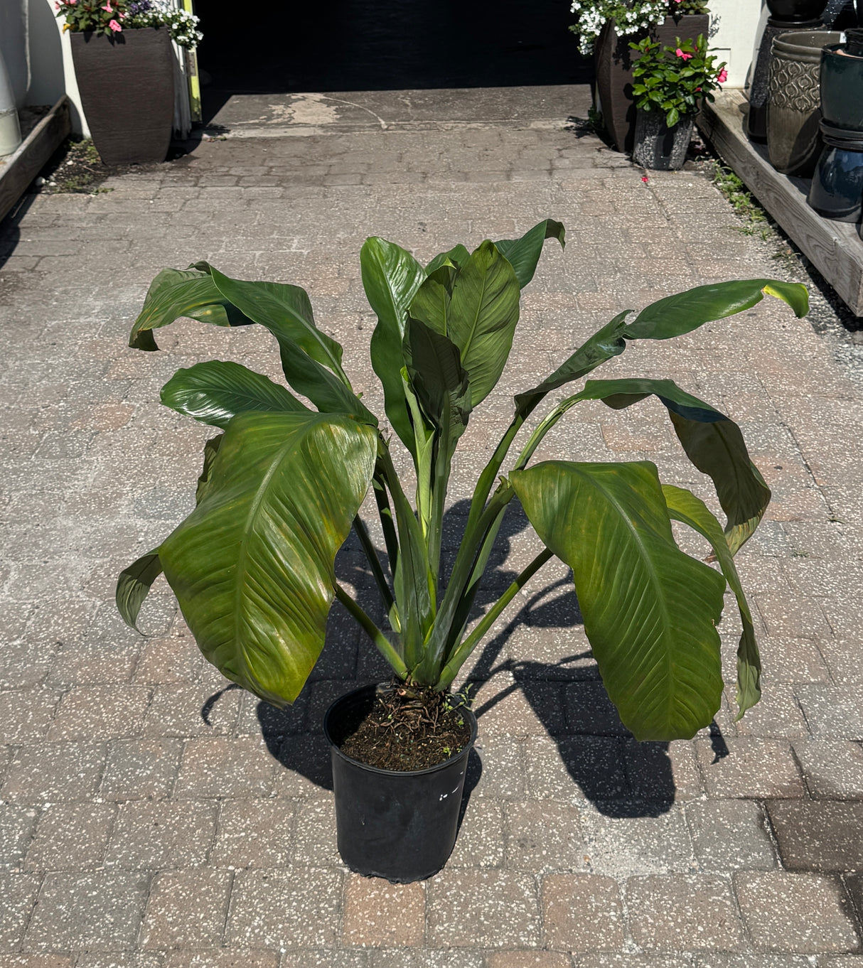 Giant Peace Lily in three-gallon pot