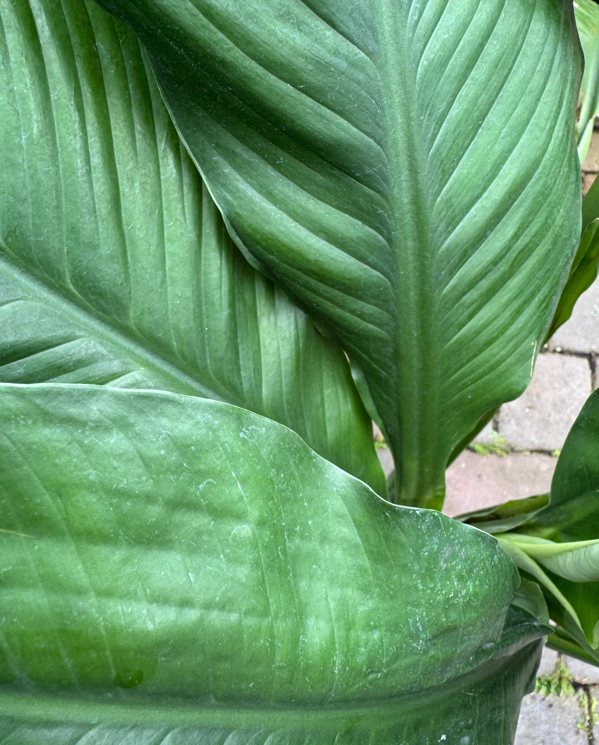 Giant Peace Lily green leaves