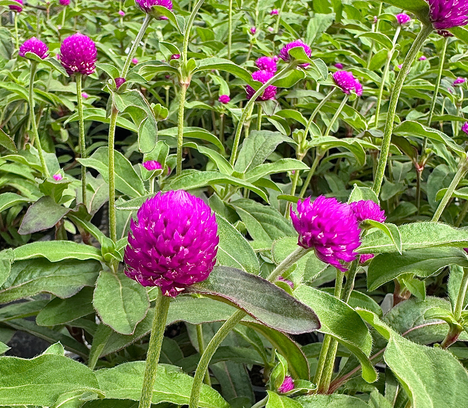 Gomphrena details of circular flower