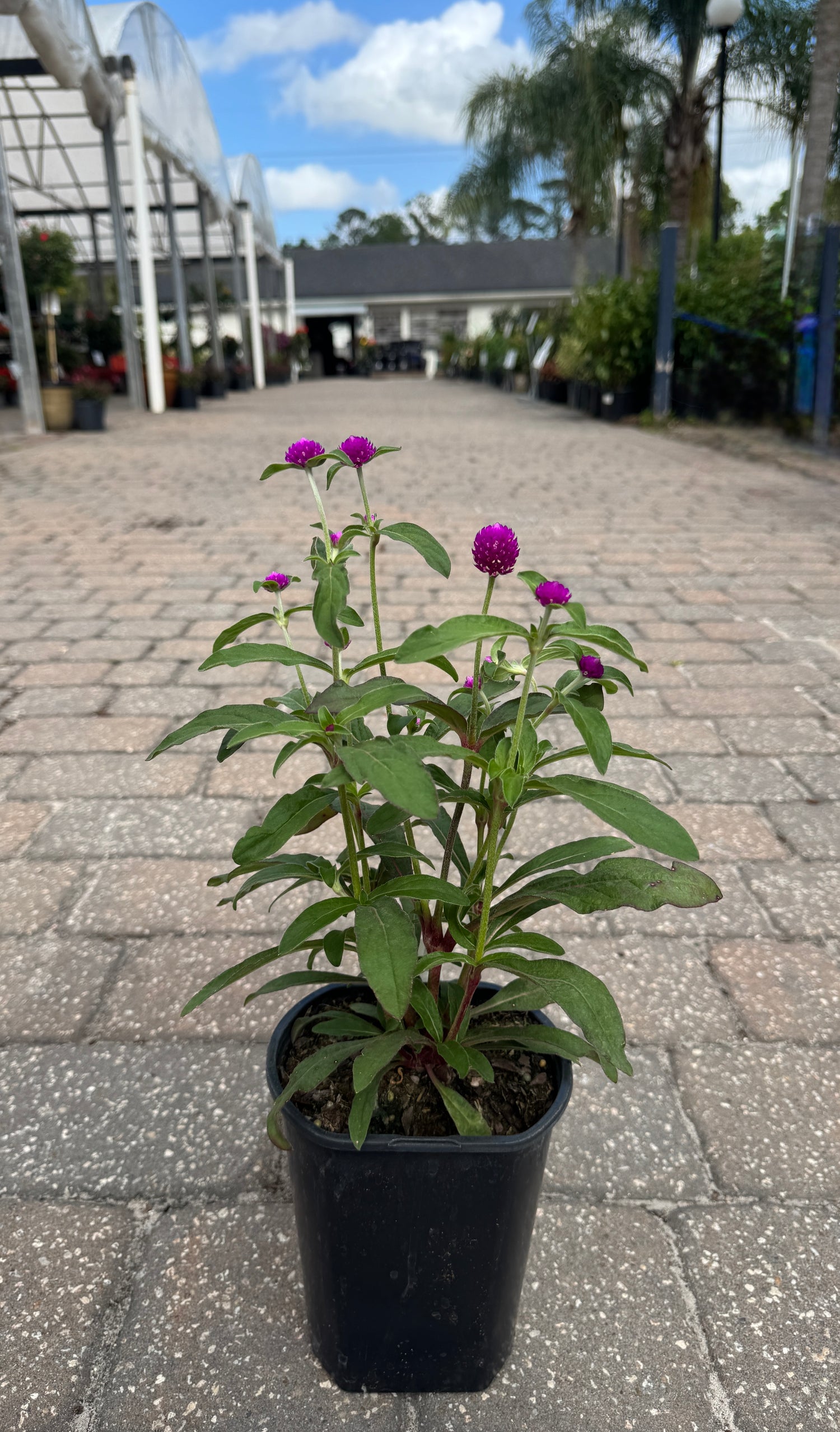 Gomphrena plant with magenta flowers