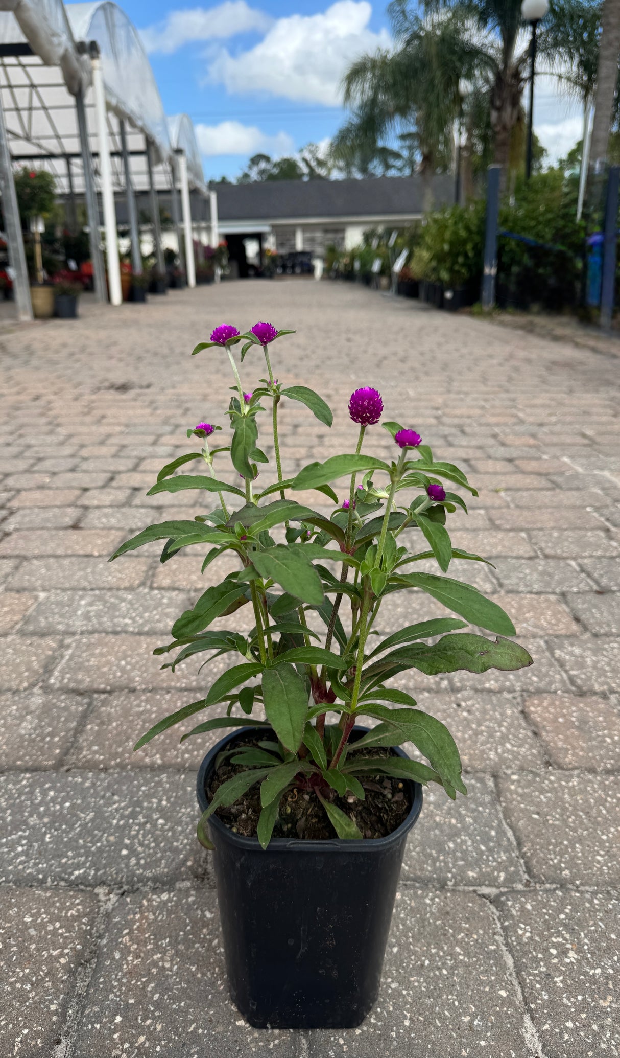 Gomphrena plant with magenta flowers