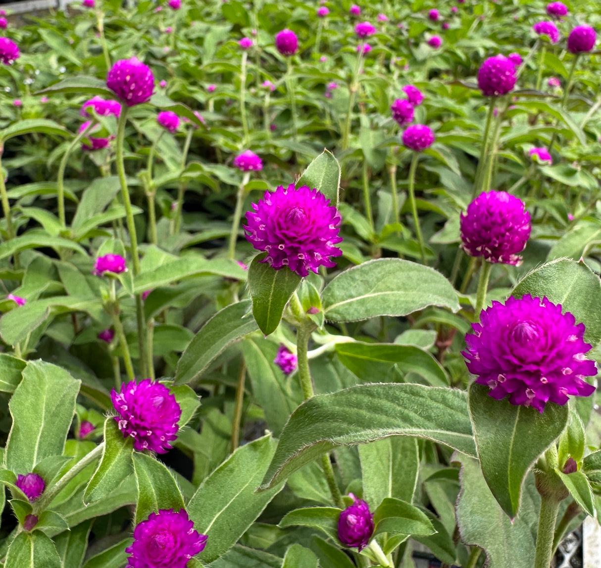 bright Gomphrena flowers