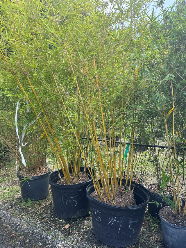 Bamboo