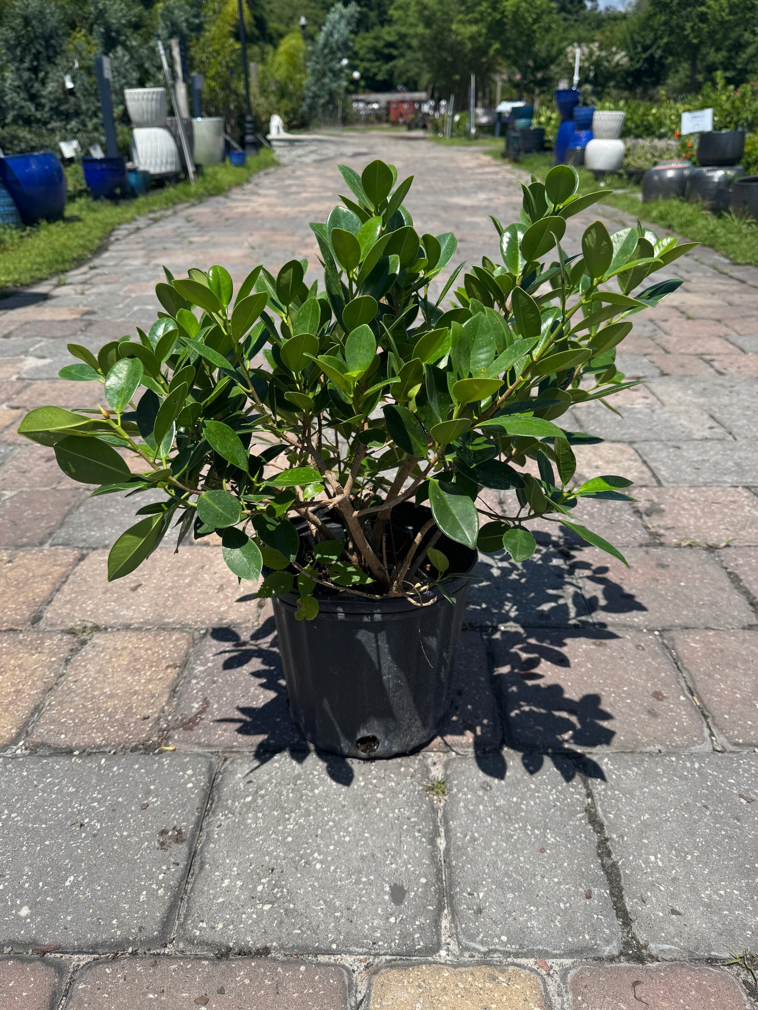 green island Ficus plant in three-gallon container