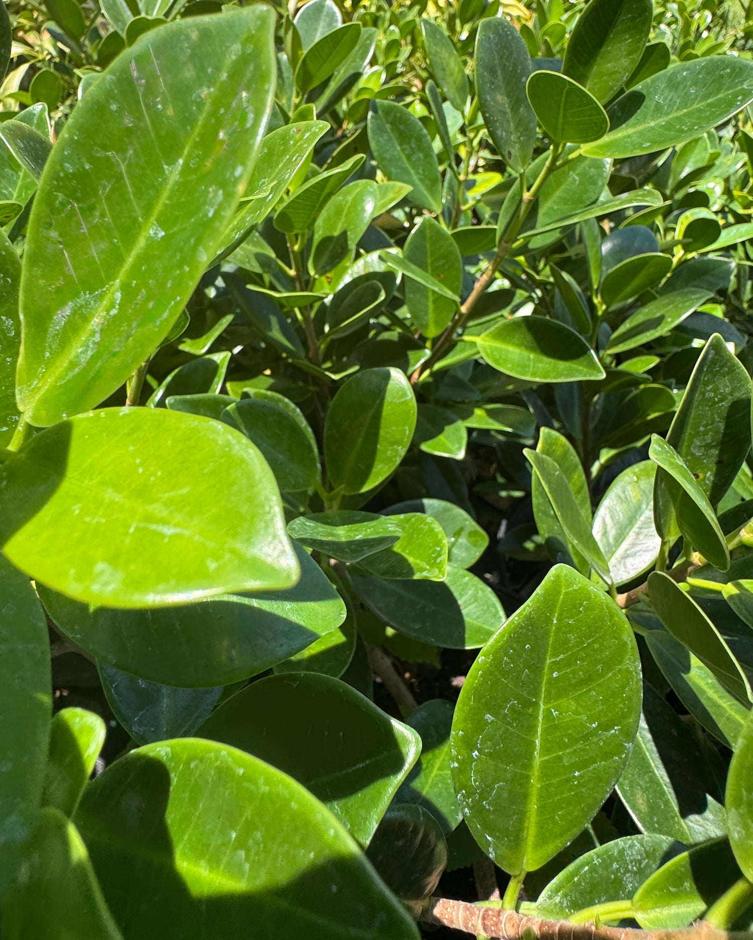 detailed green leaves on the green island Ficus plant