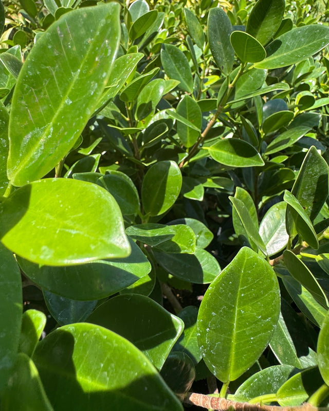 detailed green leaves on the green island Ficus plant