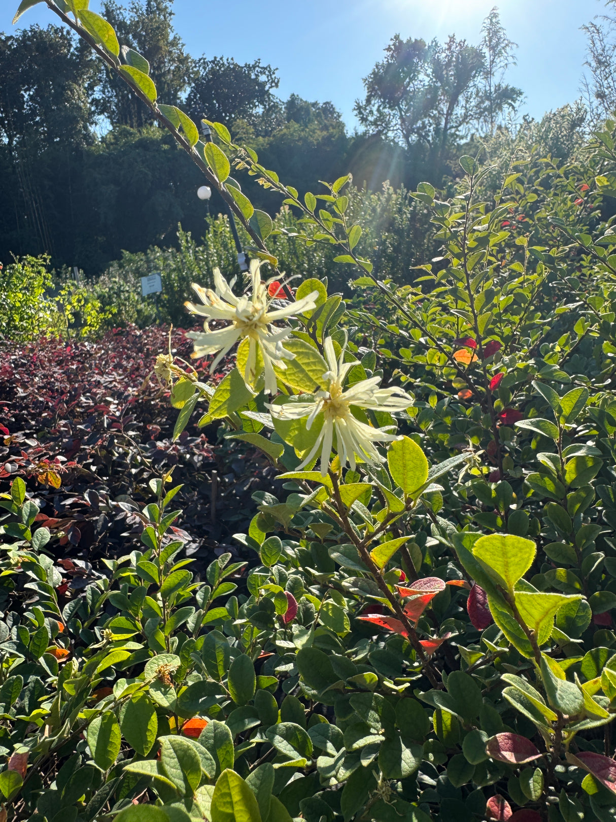 Loropetalum