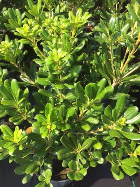 Pittosporum