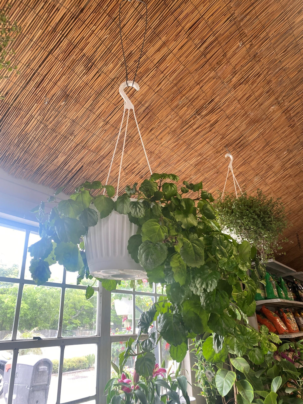Hanging Baskets