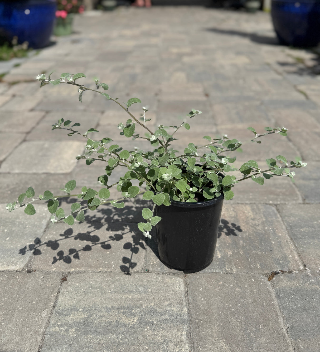 Helichrysum in a one-gallon pot