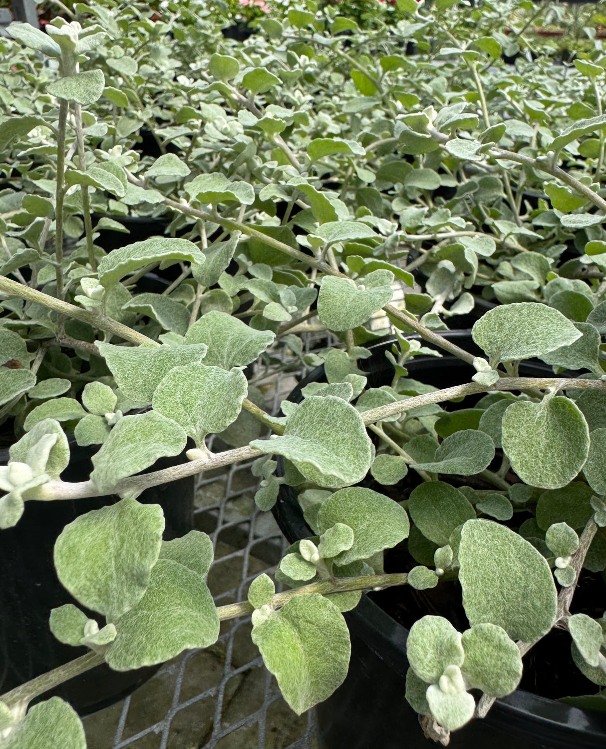 silver felt like leaves of Helichrysum Licorice plant