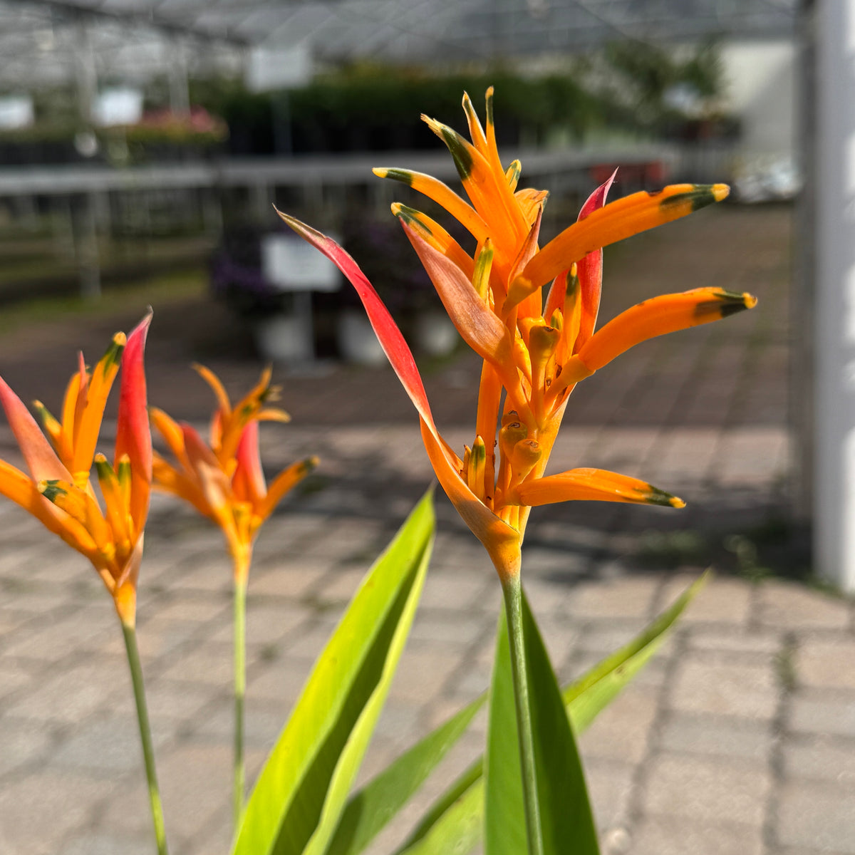 heliconia indoor plant Heliconia – Liberty Landscape Supply