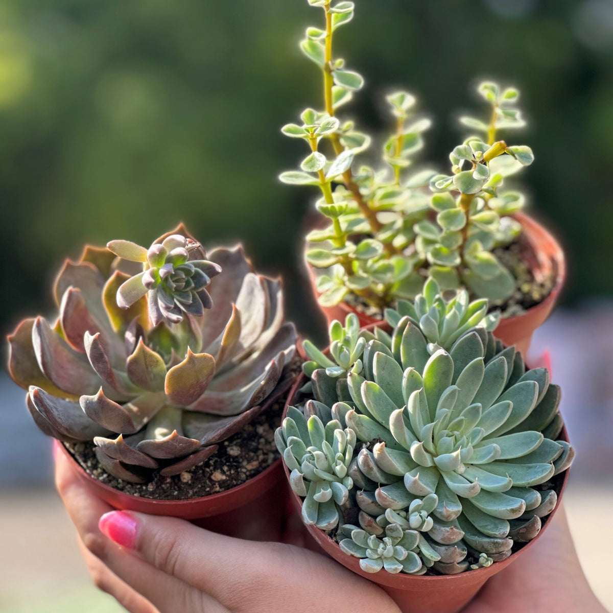 monrovia succulents Succulent – Liberty Landscape Supply