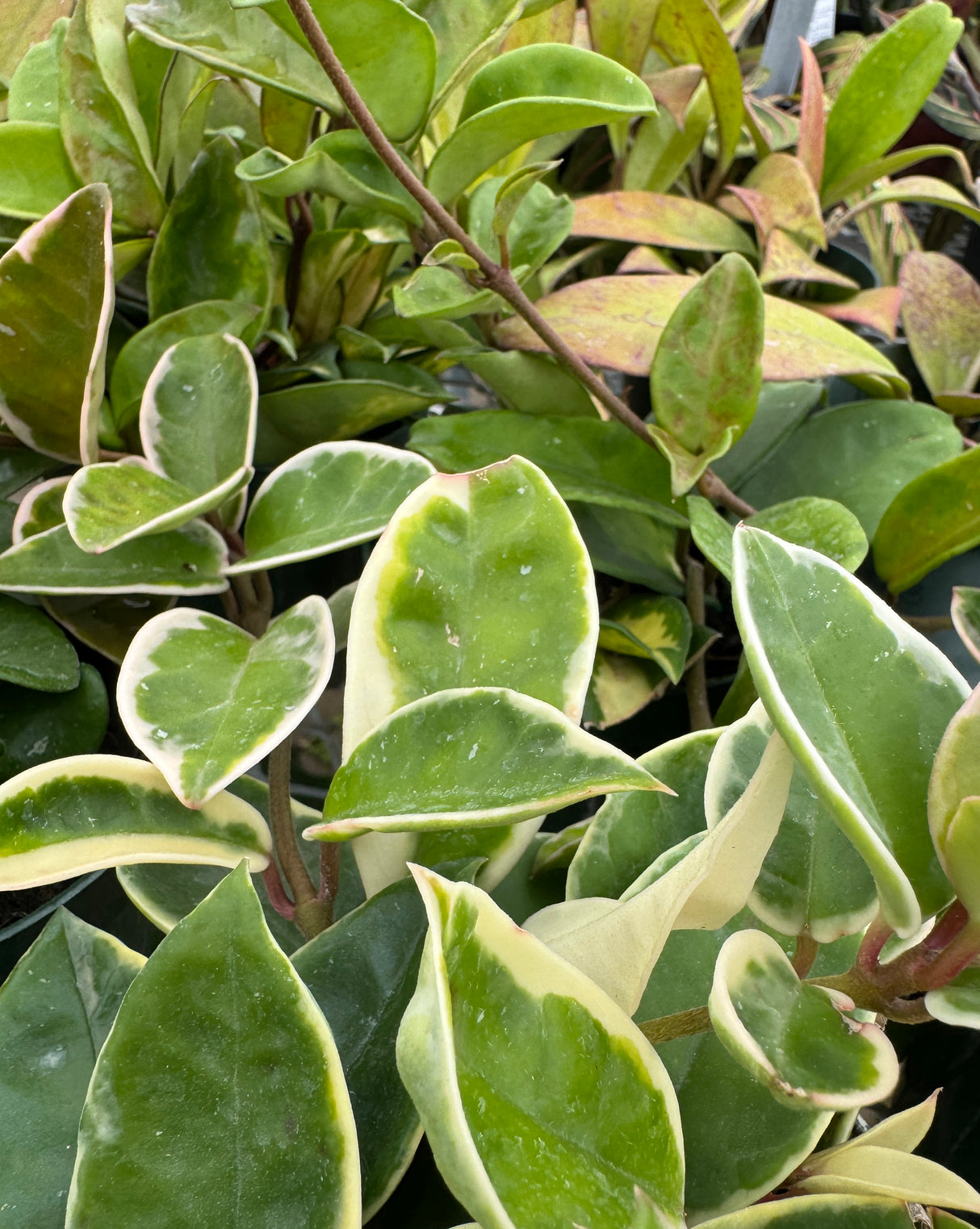 variety of Hoya leaves at Liberty Landscape Supply