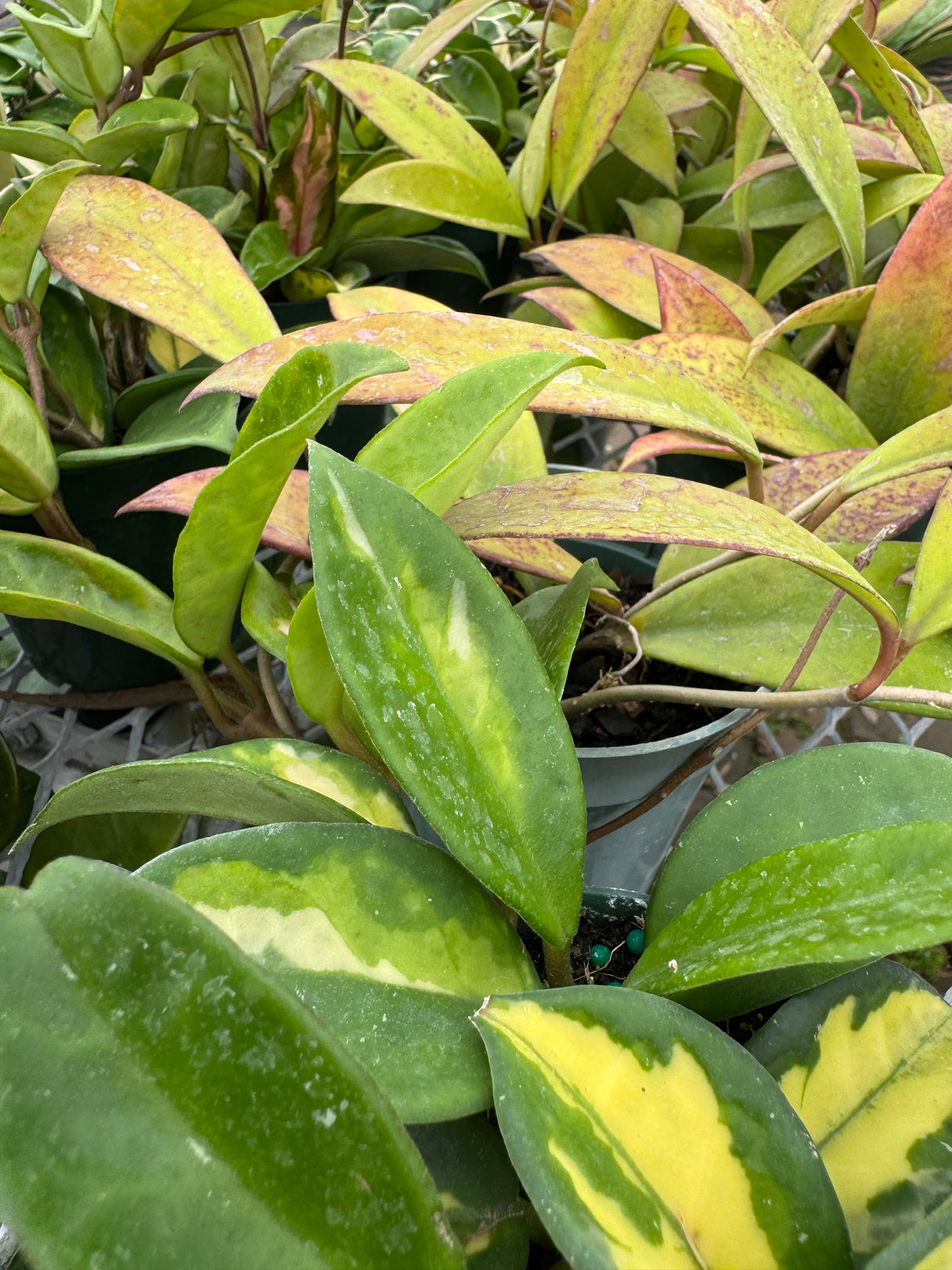 waxy Hoya leaves in a variety of colors