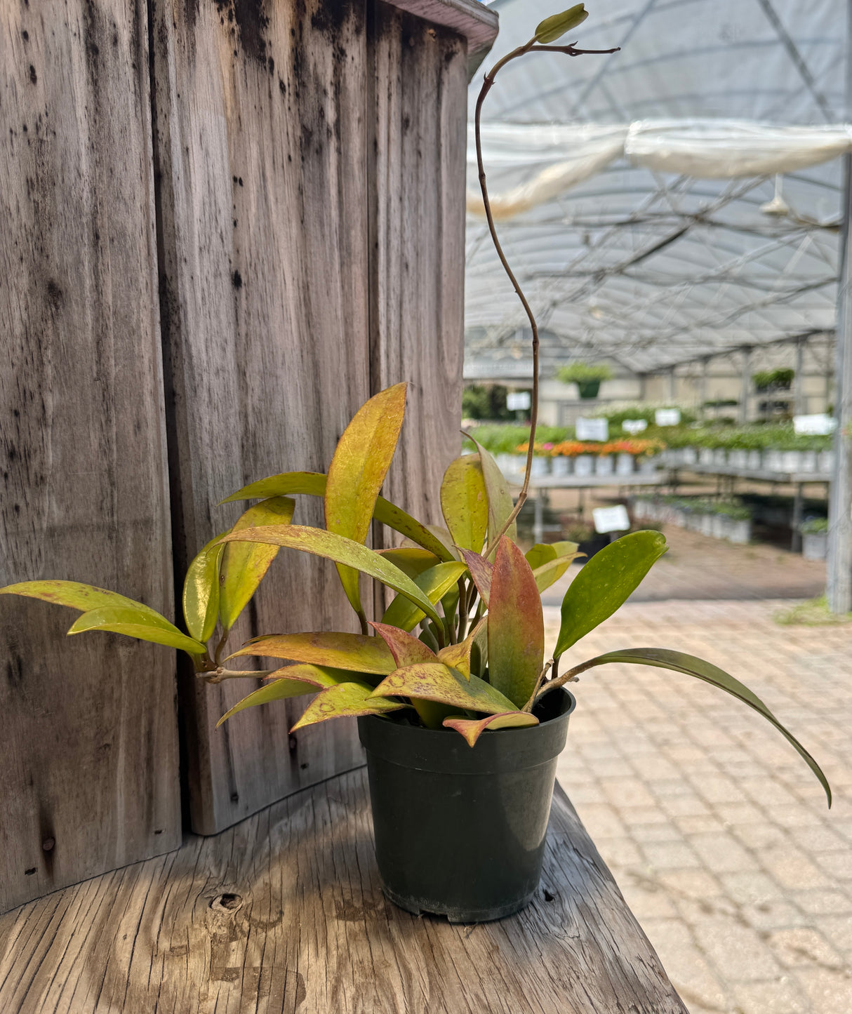 multicolored Hoya plant