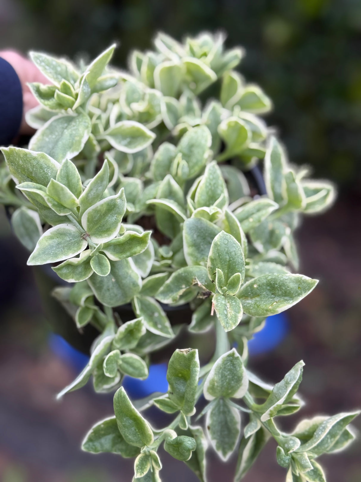 Close-up of a green leafy plant with a blurred background