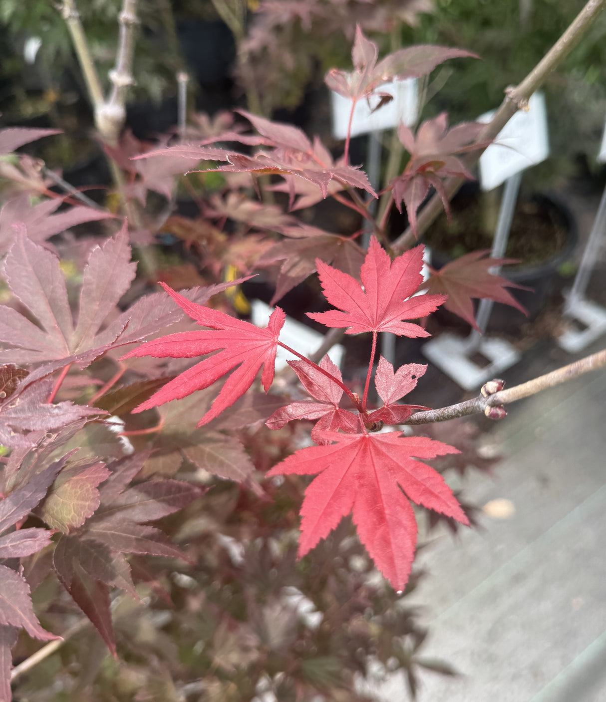 Japanese Maple Leaves with red hue