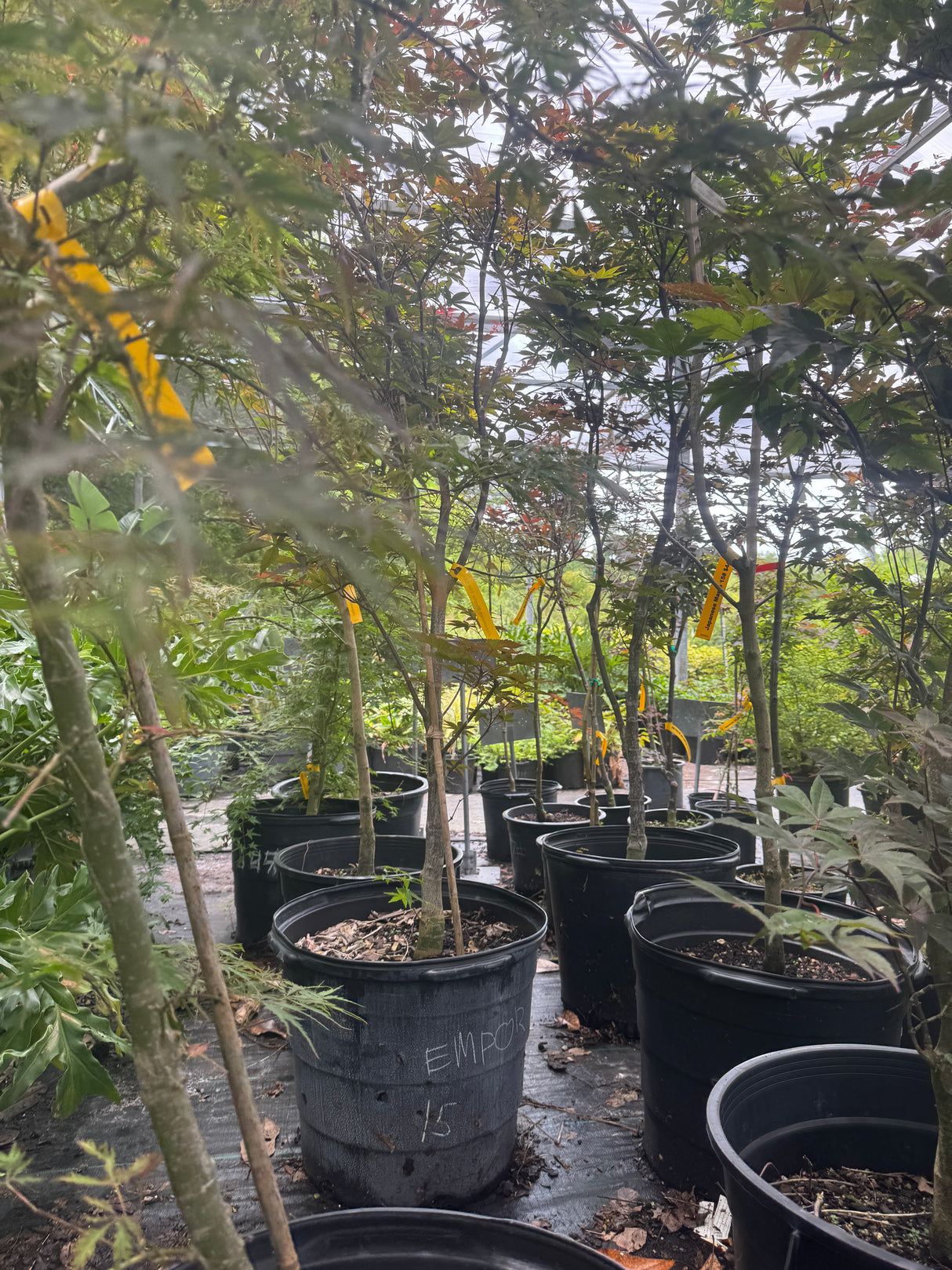 young Japanese Maples for sale