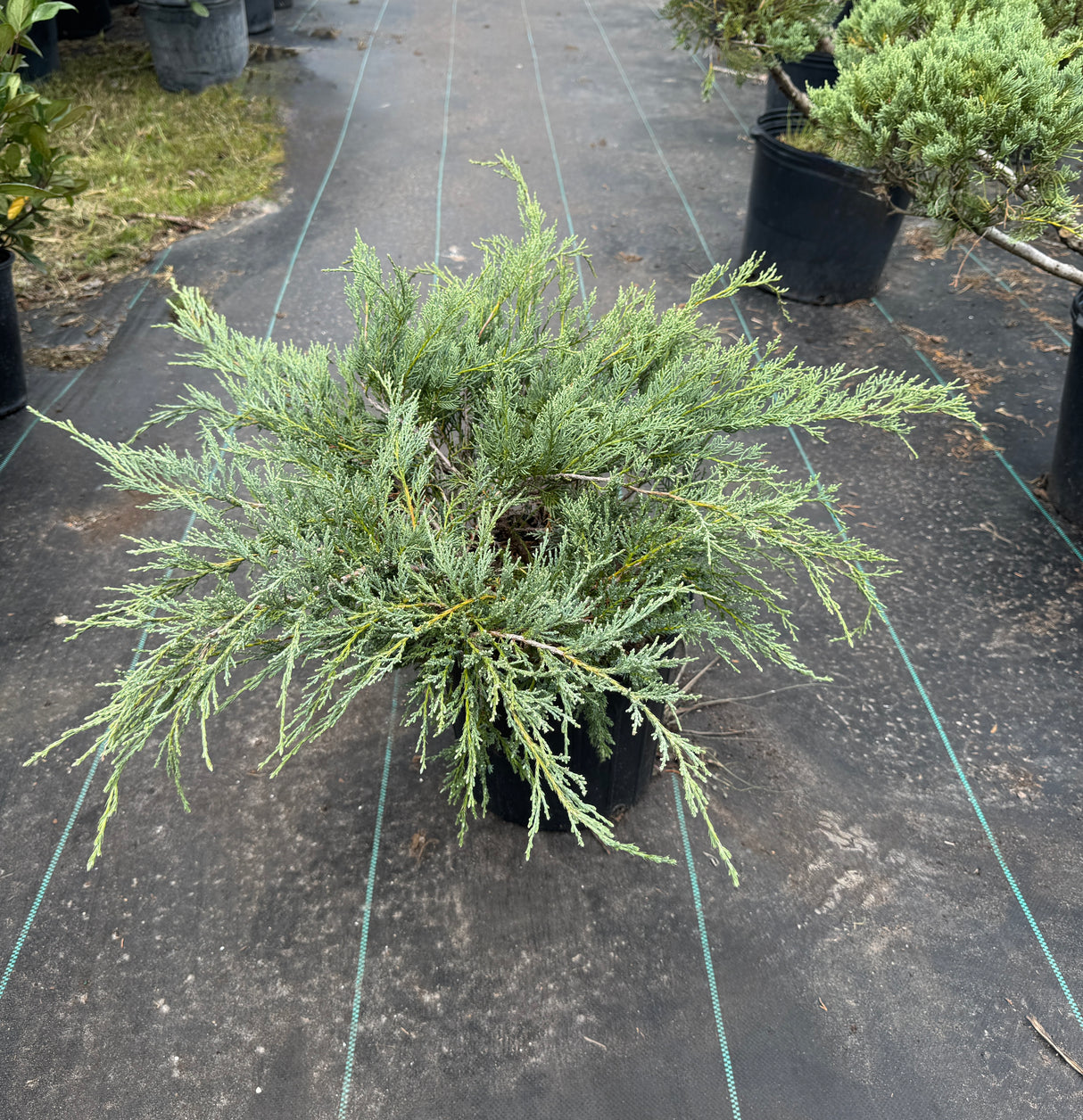Juniper Grey Owl shrub at Liberty nursery